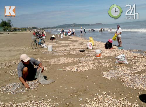 Ra biển... hốt sò! - 3