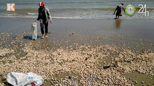 Ra biển... hốt sò! - 2