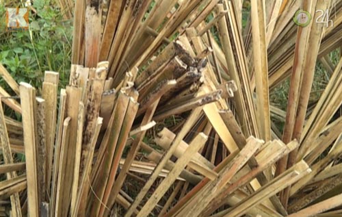 Tăm tre trắng nhờ... hóa chất - 7