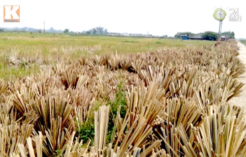 Tăm tre trắng nhờ... hóa chất - 6