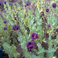 Tin tức trong ngày - Đêm trắng trước mùa hoa anh túc