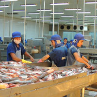 Thị trường - Tiêu dùng - 80% nhà máy thủy sản bên bờ phá sản