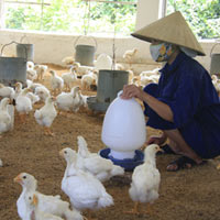 Thị trường - Tiêu dùng - Sẽ phải nhập ít nhất 100.000 tấn thịt