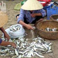 Tin tức trong ngày - Suýt mất mạng vì nhậu cá nóc