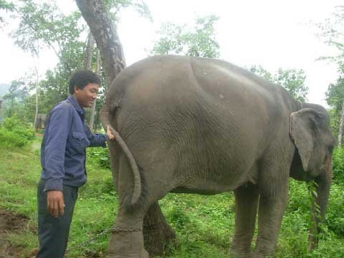 Phút kinh hoàng bị voi rừng tấn công - 2