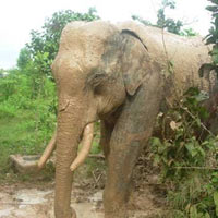 Tin tức trong ngày - Phút kinh hoàng bị voi rừng tấn công