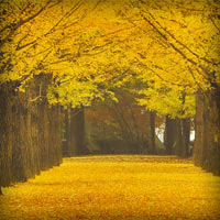 Du lịch - Bốn mùa tươi đẹp quanh Seoul xứ Hàn