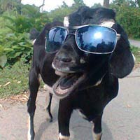 Những cái dại của các ông chồng! - 3