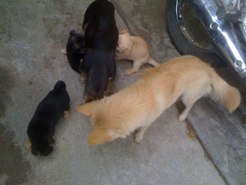 Huế: Đổ xô xem chó 3 chân - 2