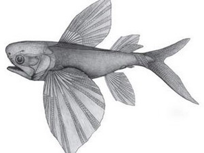 Phát hiện loài cá bay cổ nhất thế giới - 1