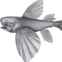 Tin tức trong ngày - Phát hiện loài cá bay cổ nhất thế giới