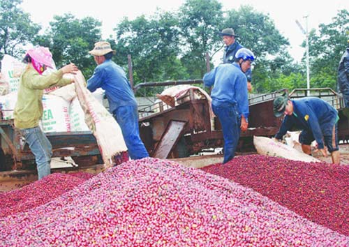 Lần đầu tiên xuất khẩu cà phê vượt 3 tỷ USD - 1