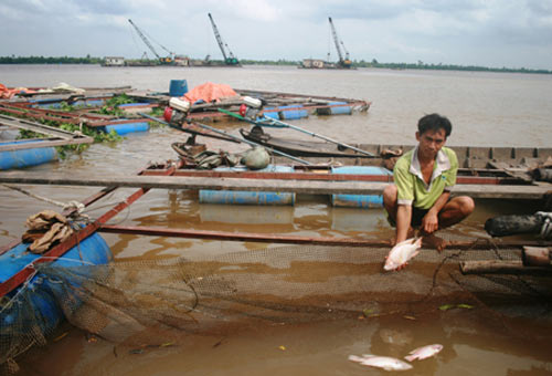 Vĩnh Long: Người nuôi cá trắng tay vì sạt lở - 1