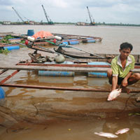 Thị trường - Tiêu dùng - Vĩnh Long: Người nuôi cá trắng tay vì sạt lở