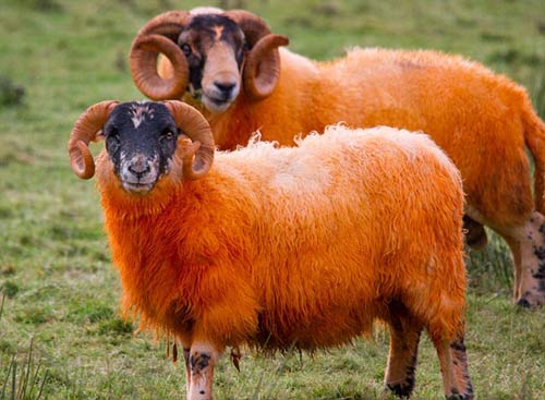 Những chú cừu màu cam rực rỡ - 1