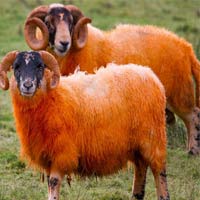 Phi thường - kỳ quặc - Những chú cừu màu cam rực rỡ