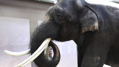 Top 3 chuyện lạ thú vị trong tuần - 5