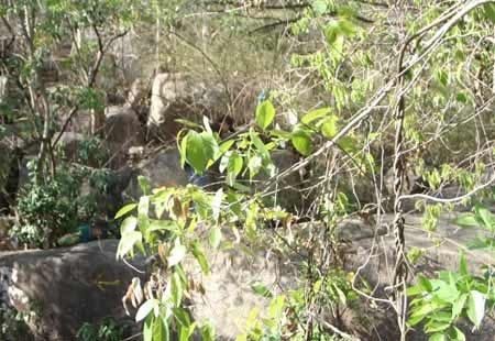 Theo chân thợ săn báu vật rừng - 2