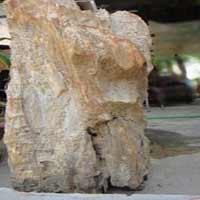 Tin tức trong ngày - Theo chân thợ săn báu vật rừng