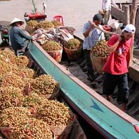 Thị trường - Tiêu dùng - Trái cây ĐBSCL: Vui nhờ giá, lo vì giá!