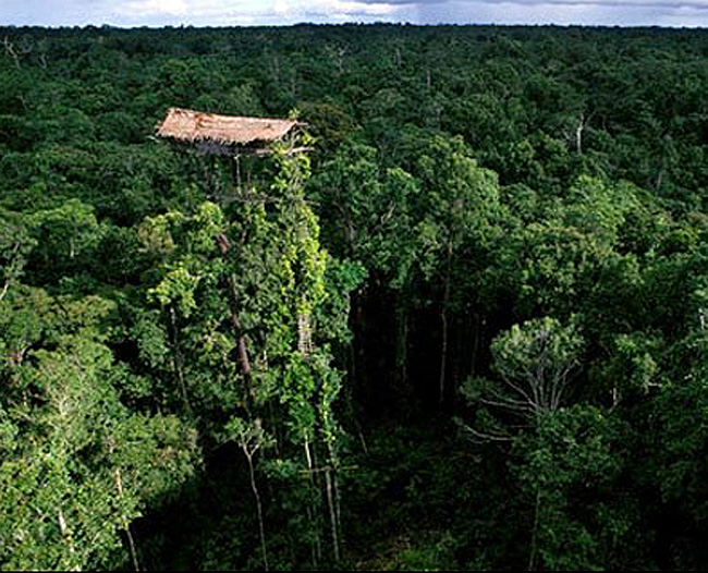 Đây là ví dụ điển hình về kiểu nhà được sử dụng ở bộ tộc Korowai New Guinea. Họ xây nhà trên cây, ở độ cao có khi lên tới 165 feet (hơn 5m).