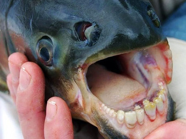 Con cá có một bộ răng người