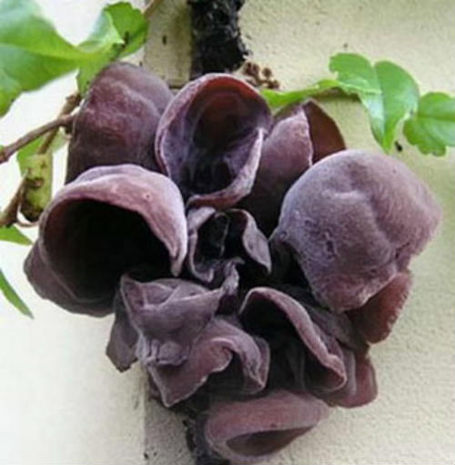 Những thực phẩm không nên ăn khi còn tươi - 2