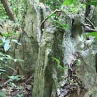 Tin tức trong ngày - Báu vật rừng với những cuộc chiến ngầm