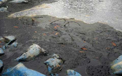 Hàng trăm hộ dân sống chung với mùi hôi thối - 1