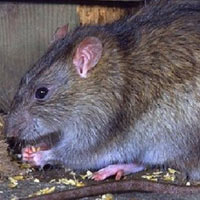 Sức khỏe đời sống - TPHCM: Phát hiện ca bệnh suy thận vì bị... chuột cắn