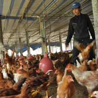 Tin tức trong ngày - Ồ ạt nhập thịt, nông dân "treo chuồng"