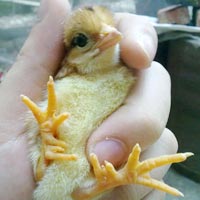 Phi thường - kỳ quặc - Chú gà 9 cựa mới nở