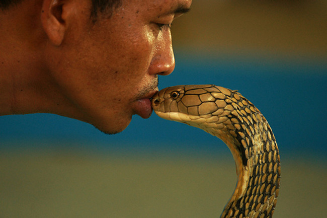 Anh Khum Chaibududdee, người Thái Lan đã được nhận kỷ lục Guinness với màn trình diễn hôn 19 con rắn hổ mang cực độc.
