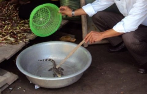 Cà Mau: Sợ hãi khi bắt được cá sấu con - 1