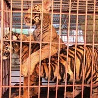 Tin tức trong ngày - Vụ cả làng nuôi hổ: Dân vẫn tẩu tán được