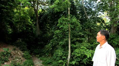 Khu rừng mang tên đại tướng - 2