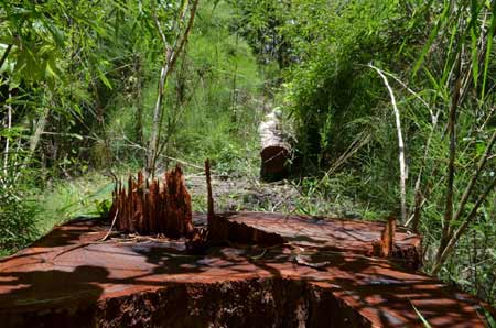 Kiểm lâm bắt tay với lâm tặc phá rừng - 2