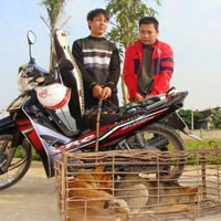 Tin tức trong ngày - Những vụ trộm chó khó tin ở Nghệ An
