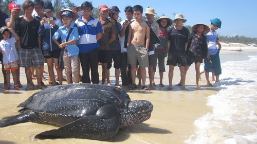 Quảng Bình: Bắt được rùa biển nặng 300kg - 1