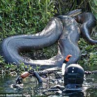 Phi thường - kỳ quặc - Phát hiện "quái vật" trăn siêu khổng lồ