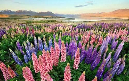 'Xứ sở thần tiên’ ở New Zealand - 2