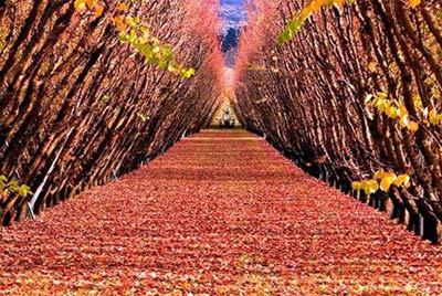 'Xứ sở thần tiên’ ở New Zealand - 9