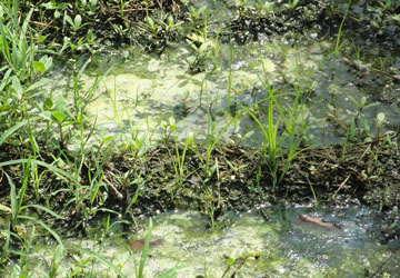 Cả phường sống chung với khói thiêu tử thi - 3