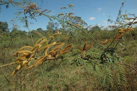 Cây ngoại lai xâm chiếm đồng ruộng - 2