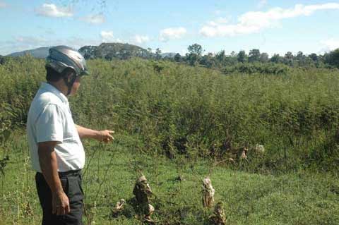 Cây ngoại lai xâm chiếm đồng ruộng - 3