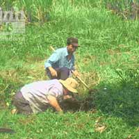 Tin tức trong ngày - Rộ "nghề" săn rắn độc