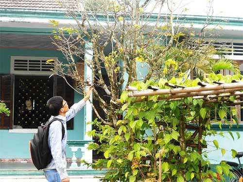 Mai vàng nở rực bất thường ở Huế sau 3 thập kỷ - 2