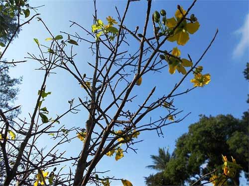 Mai vàng nở rực bất thường ở Huế sau 3 thập kỷ - 4