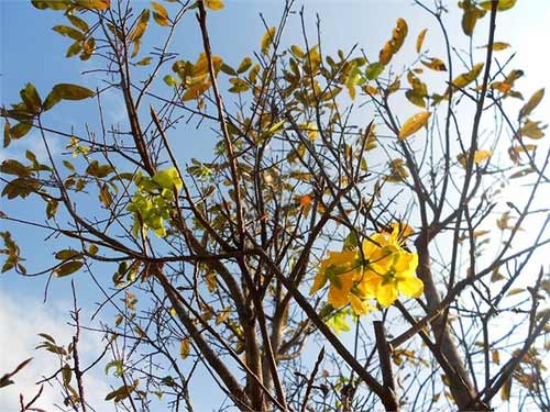 Mai vàng nở rực bất thường ở Huế sau 3 thập kỷ - 6