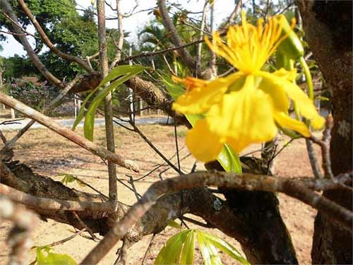 Mai vàng nở rực bất thường ở Huế sau 3 thập kỷ - 7